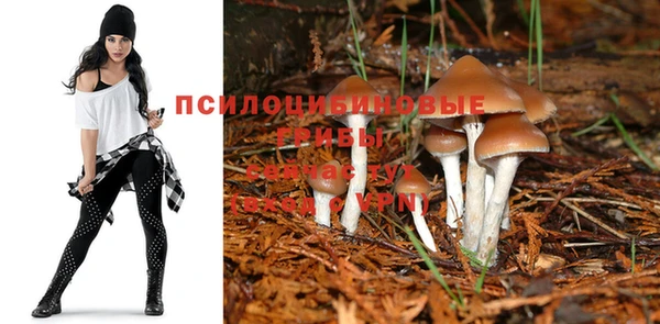 сатива Аркадак