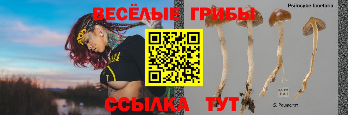Полевской  Псилоцибиновые грибы MAGIC MUSHROOMS  Вход с VPN 